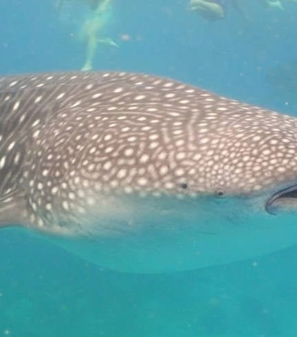 Foto de Avistamiento de tiburón ballena en Oslob