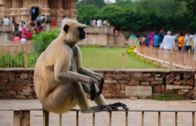Excursión privada al templo de Brahma y fuerte Chittorgarh - Foto 6