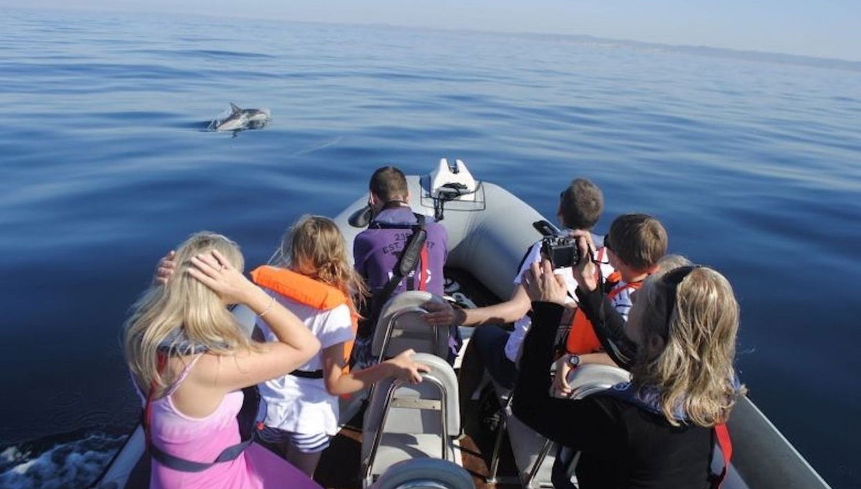 Dolphin Watching Speedboat Tour - Foto 1