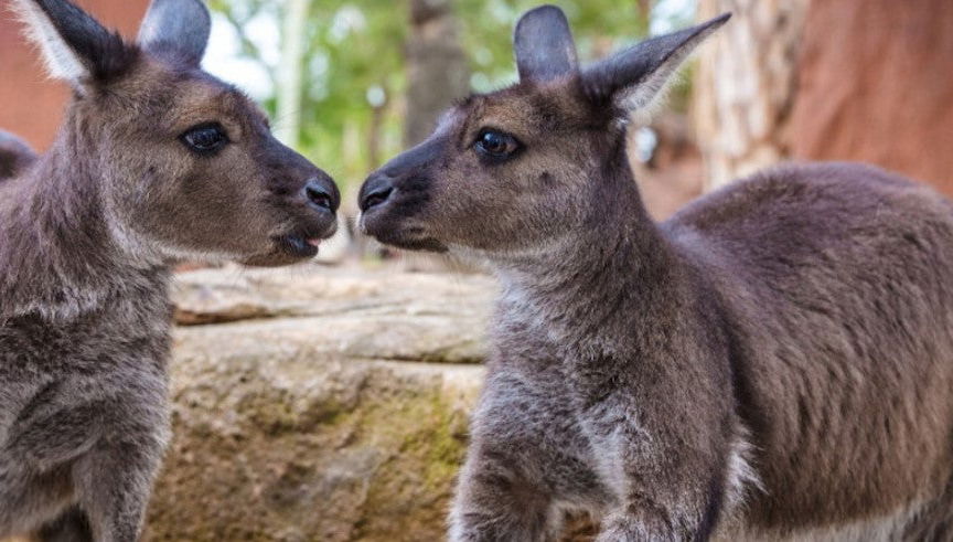 WILD LIFE Sydney Entrance Ticket