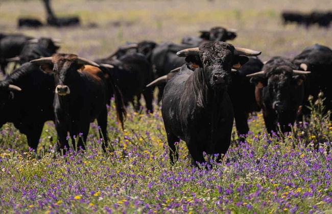 Tour del toro en 4x4 por los Llanos de Olivenza - Foto 3