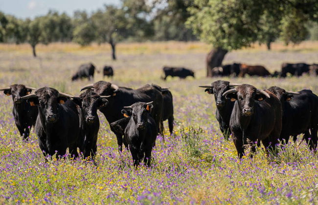 Tour del toro en 4x4 por los Llanos de Olivenza - Foto 7