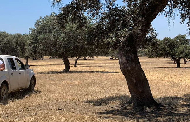 Tour del toro en 4x4 por los Llanos de Olivenza - Foto 8