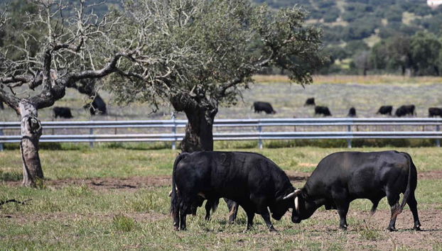 Tour in Badajoz - Photo 2