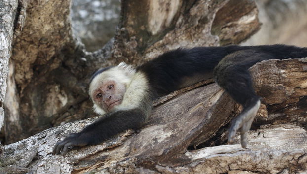 Excursão a Libéria e ao Parque Nacional Santa Rosa - Foto 4