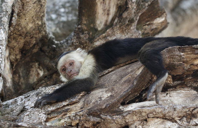 Excursão a Libéria e ao Parque Nacional Santa Rosa - Foto 4