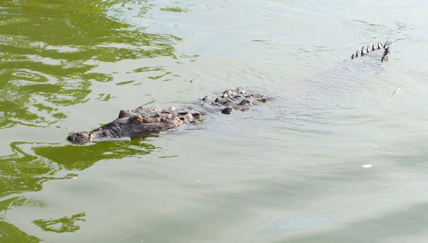 Excursión a Río Negro y Cataratas YS - Foto 3