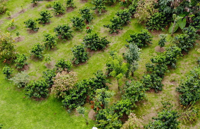 Visite autour du café et du chocolat - Photo 8