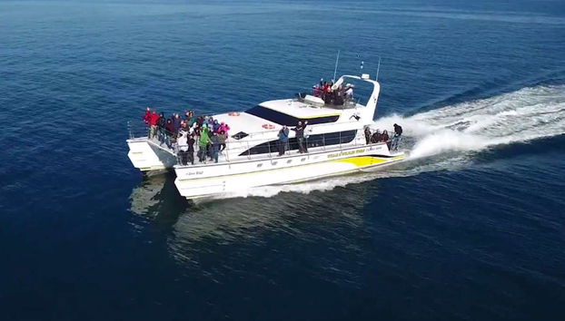 Whale Watching in Victoria - Foto 5