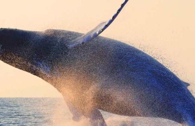 Avistamiento de ballenas al atardecer - Foto 3
