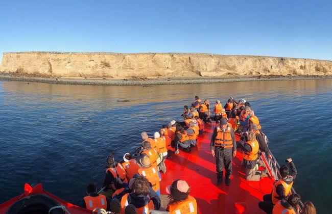 Excursion aux îles Magdalena et Marta en bateau à moteur - Photo 5
