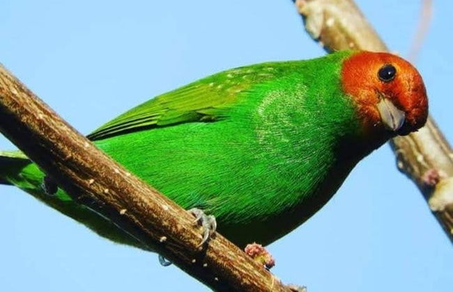Avistamiento de aves en Minca - Foto 4