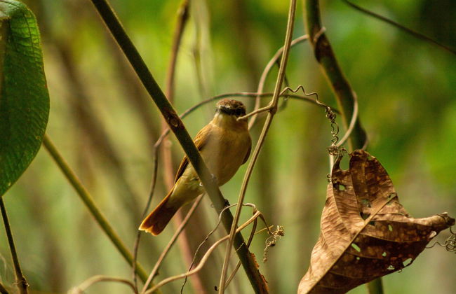 Avistamiento de aves en Minca - Foto 3