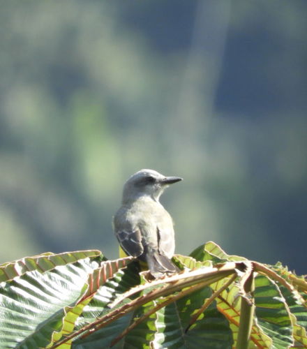 Foto de Avistamiento de aves en Minca