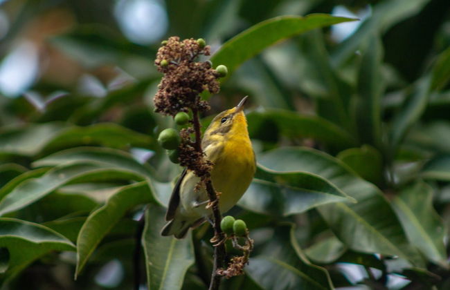 Avistamiento de aves en Minca - Foto 5