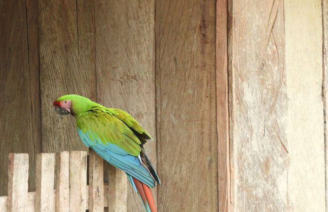 Avistamiento de aves en Minca - Foto 7