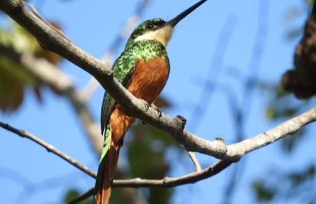 Avistamiento de aves en Minca - Foto 2