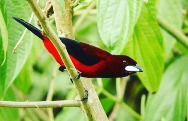 Avistamiento de aves en Minca - Foto 6