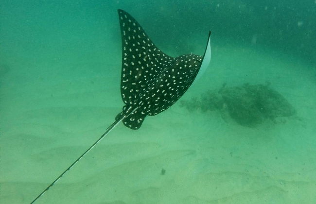 Acapulco Bay Snorkelling - Photo 3