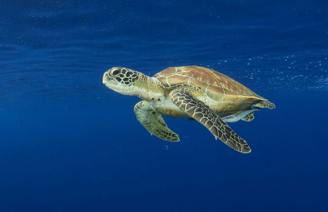 Snorkel na baía de Acapulco - Foto 6