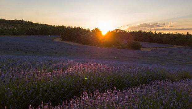 Paseo en globo por los campos de lavanda de Brihuega - Foto 2