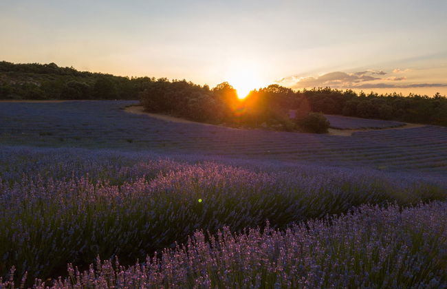 Paseo en globo por los campos de lavanda de Brihuega - Foto 2