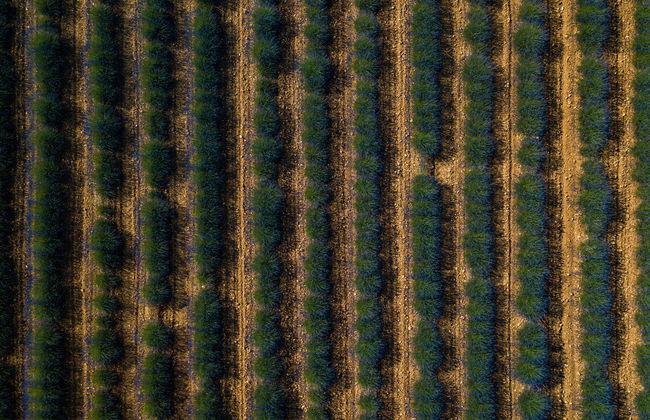 Paseo en globo por los campos de lavanda de Brihuega - Foto 7
