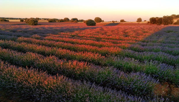 Paseo en globo por los campos de lavanda de Brihuega - Foto 5