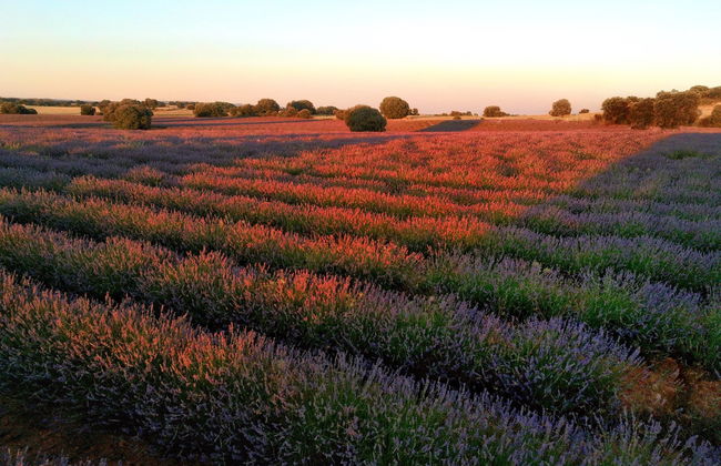 Paseo en globo por los campos de lavanda de Brihuega - Foto 5