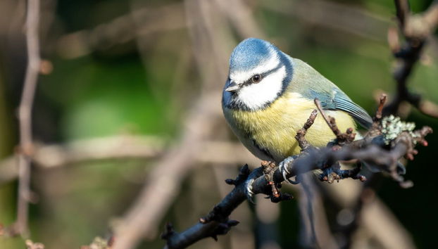 Avistando un pinzón azul