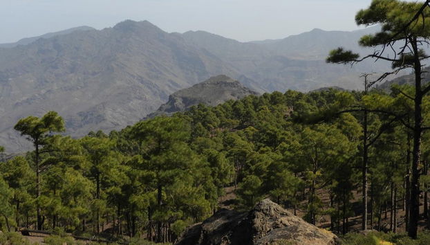 Contemplando los pinares de la reserva de Inagua