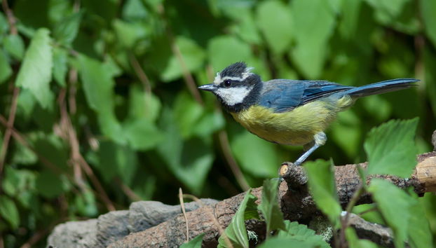 Un herrerillo en un árbol