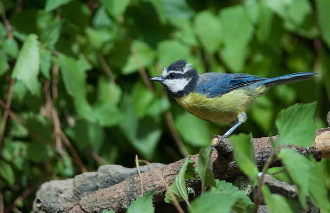 Senderismo por la reserva de Inagua - Foto 2
