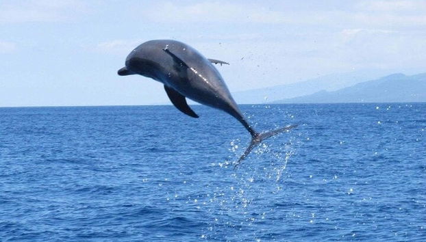 Faial Whaling Tradition Tour - Photo 2