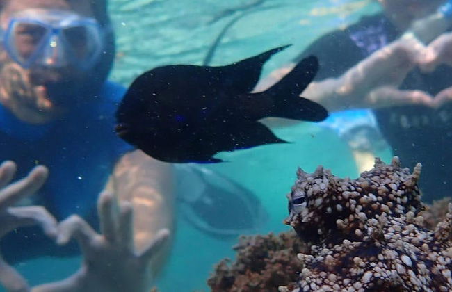 Snorkel en la playa Porto dos Frades - Foto 8