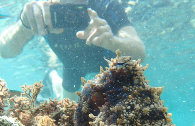 Snorkel en la playa Porto dos Frades - Foto 4