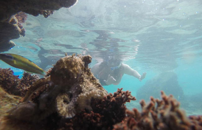 Snorkel en la playa Porto dos Frades - Foto 3