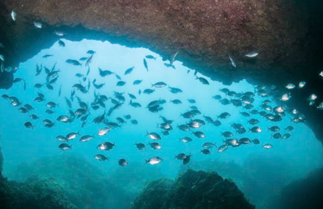 Bautismo de buceo en el Parque Natural de Arrábida - Foto 2