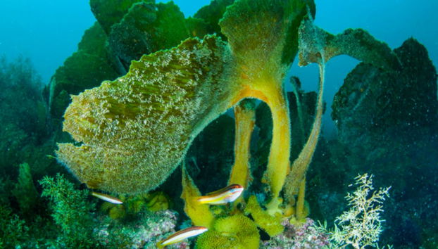 Beginner's Scuba Dive in Arrabida Natural Park - Photo 3