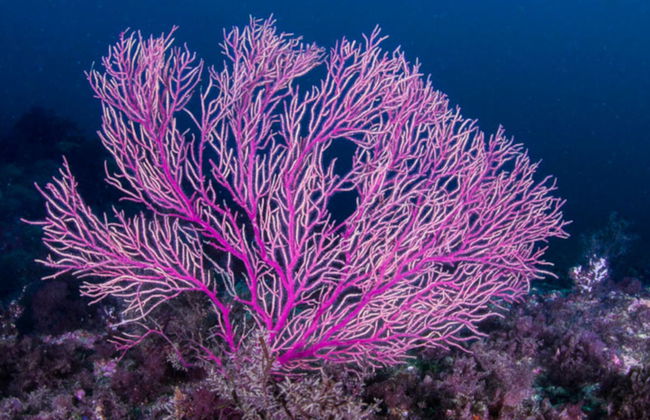 Bautismo de buceo en el Parque Natural de Arrábida - Foto 3