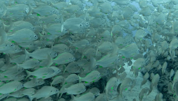 Beginner's Scuba Dive in Arrabida Natural Park - Photo 2