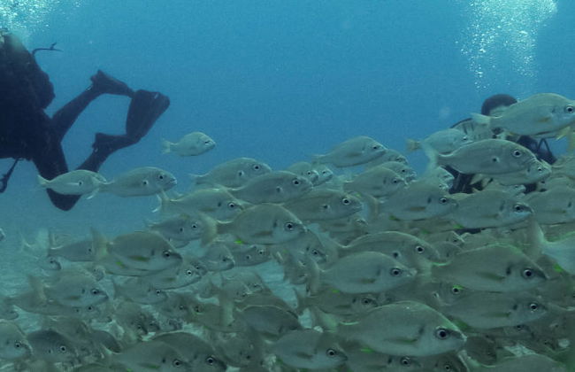 Bautismo de buceo en el Parque Natural de Arrábida - Foto 5