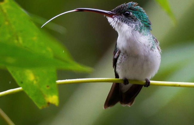 Excursão a Mindo - Foto 1