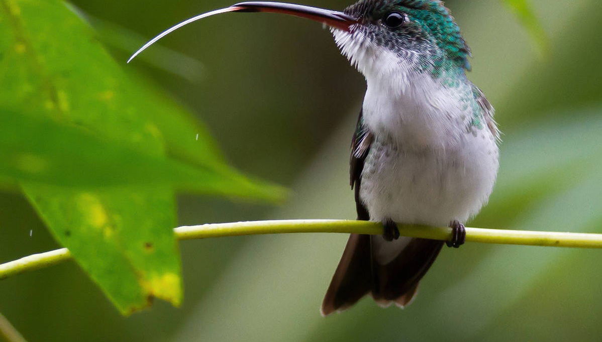 Excursion à Mindo - Photo 1