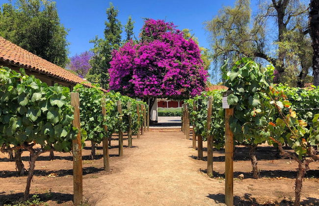 Visita às adegas de Santa Rita - Foto 2