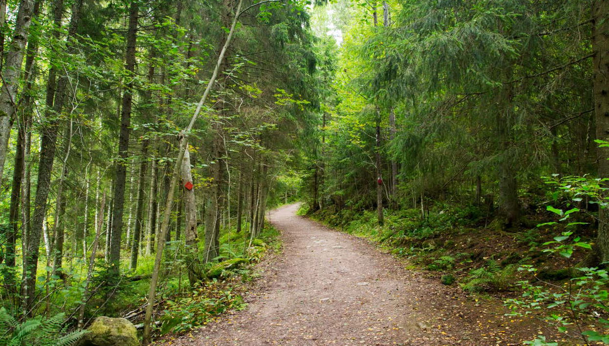 Trekking por el Parque Nacional Nuuksio - Foto 1