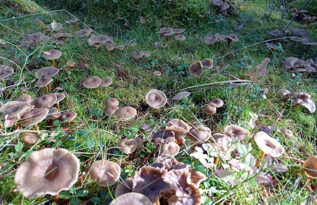 Trekking al Parco Nazionale di Nuuksio - Foto 7