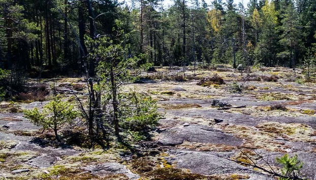 Trekking por el Parque Nacional Nuuksio - Foto 5