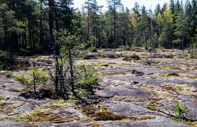 Nuuksio National Park Hike - Photo 5