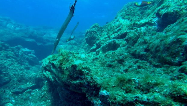 Giro in barca fra le lingue di lava di Costa Adeje + Snorkeling - Foto 5